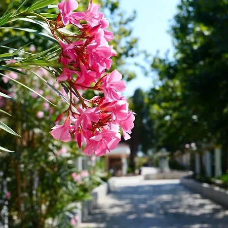 Hotel Vox Maris Grand Costinesti